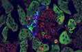 Isolating immune cells to study how they ward off oral diseases